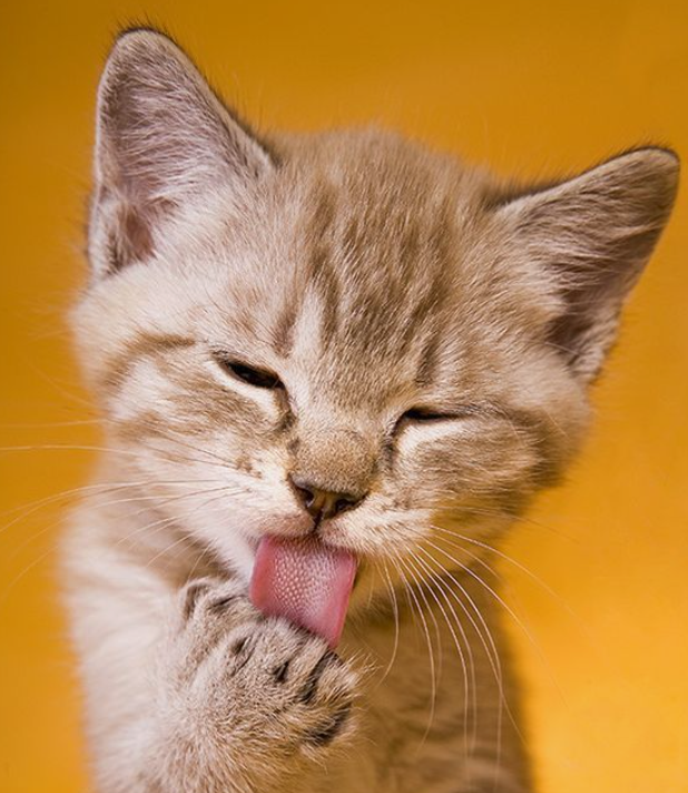Gatos